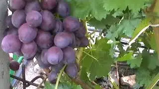 Сорт винограда 