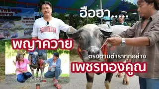 พญาควายเพชรทองคูณ  ✅  ตรงตามตำราทุกอย่าง  [ปราบไพรีฟาร์ม จ.นครนายก]