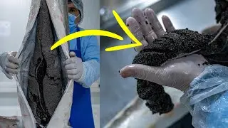 A Company That Produces Real Caviar! It's Really Impressive