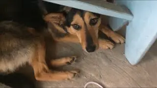 Милая собака боиться дождя