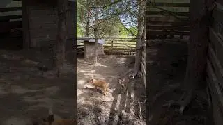 ПРОПАЛИ ТРИ СВИНОМАТКИ! КАК ЭТО МОГЛО ПРОИЗОЙТИ????😭😭😭