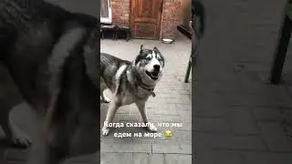 Все любят море 🤣🏖️