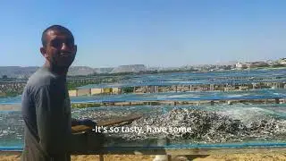 How are dried fishes made in one of the hottest places in Iran?