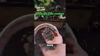 Спасаем урожай от блох😱 #рекомендации #дача #советы #огород #сад #урожай #рассада #shorts #редиска