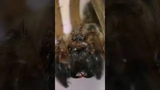 The Mysterious World of Hobo Spiders Facts and Misconceptions