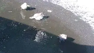 Воробьи купаются во дворе.