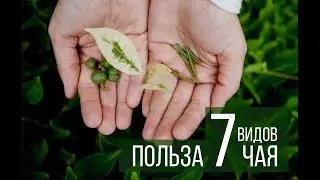 PRO ПОЛЬЗУ ЧАЯ 🍵