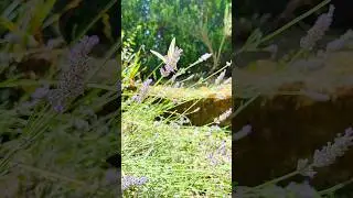 Butterfly, lavenders and sounds of cicadas@Figline Diaries#tuscany#トスカーナの夏#estateintoscana#figline