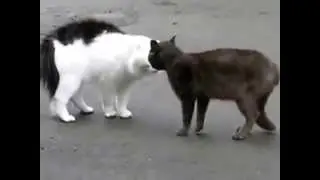 Коты ругаются