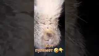 🐈 пулемет 🤣,будь на чеку #мем #cat