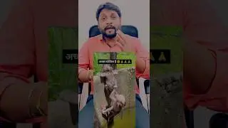 जिंदगी में जब भी कोई आपसे मदद मांगे तो जरूर करना चाहिए 👍👍...#monkey #help #monkeyface