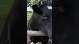 Сколько групп крови у коров? Интересные факты о коровах. 1. 