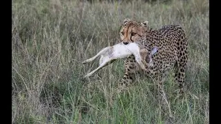 Cheetah Hunting Hare (WILD SAVANNA)