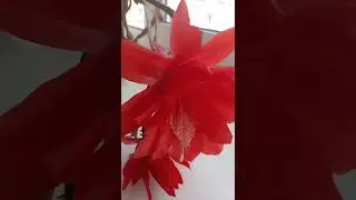 🌺Цветет эпифиллум🌺