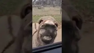 Буду душой вашей компании 😉👌😀 #shorts #tiktok #reels