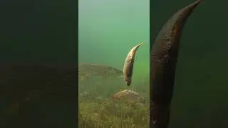 Dead baiting, underwater view. 