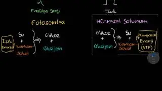 İnsanlar ve Bitkilerde Solunum (Biyoloji) (Sağlık ve Tıp) (Solunum Sistemi Fizyolojisi)