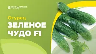 Огурец ЗЕЛЕНОЕ ЧУДО F1 | 