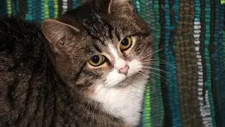 itulah mereka para kucing lucu selalu menggemaskan