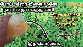குப்பையில ஊத்தாம மண்ணுக்கு கொடுங்க, எறும்பு தொல்லை இல்லாமல் மூனே நாளில் கீரை விதை முளைத்திட | uram😱😱