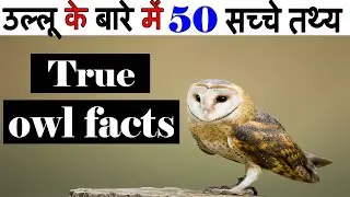 50 True Facts About Owls - उल्लू के बारे में 50 सच्चे तथ्य - Owl Facts In Hindi