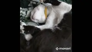 Филя