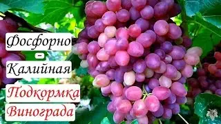 Фосфорно-калийная подкормка винограда