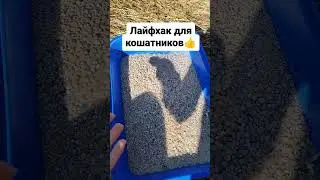Лайфхак для кошатников👍 #блогер #кот #животные #лайфхаки