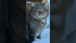 ✨Зима - любимое время года лесного кота 