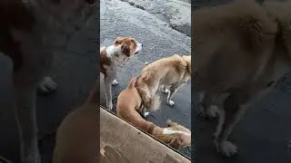 Funny Awsome three some dog's.