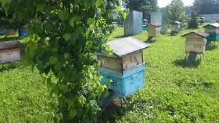 ПАСЕКА готовимся к основному медозбору