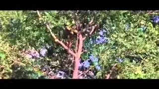 Пьяные звери 😂😂😂😂😂😥СТАВ ЛАЙК 👍👍👍БРО И ПОДПИСОВАЙСЯ НА КАНАЛ 💙💙