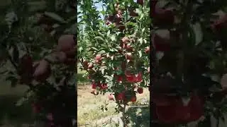 крепсон олма буням кучати бор тел+998910408084