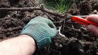 Что будет с виноградом если открыть его в мае? Как раскрыть виноград?