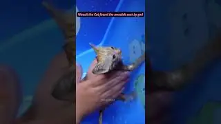 Waao!! the Cat found the Messiah sent by God💕🥰