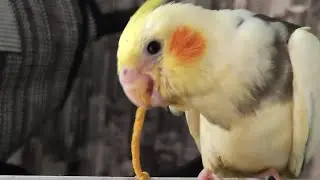 ❤💞 Jangan di Viral kan!!!!! Parkit Australia - Falk Bird Belajar Kalau Kau Suka Hati❤💞 !!!!!