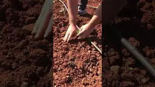 Patlıcan fidesi dikimi 