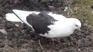 Зазирнув Микола