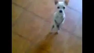 Perro bailando el 