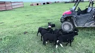 Tucket's 1st Time Working New Sheep