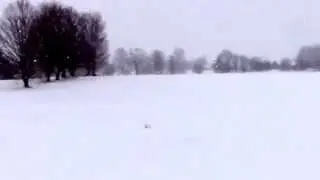 Snowy Owl kills prey