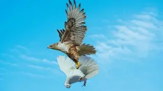 23-08-2022год/Орёл поймал Голубя/The Eagle Caught the Dove/21.08.2022
