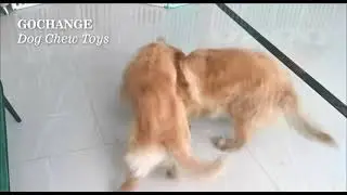 Игрушка на присоске для собак