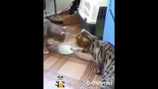 Ходят слухи, что они так и не поели #shorts