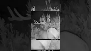We Installed a Stealth Camera in the Mountains