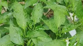 ang babaeng taga bukid ♥️ #farmer #viralvideo