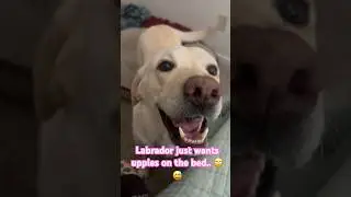 My Lab thinks she’s cute or something..🙄🙄🥰 not today Boose. #dog #labrador #puppy #cute #babydog