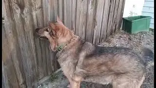 12 Year Old German Shepherd Sasha Defending Her Yard