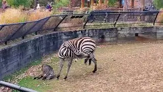 Baby zebra sleeping with mom keeping watch at Como Zoo