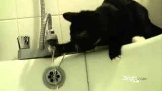 Cat plays with water Bath FUNNY!